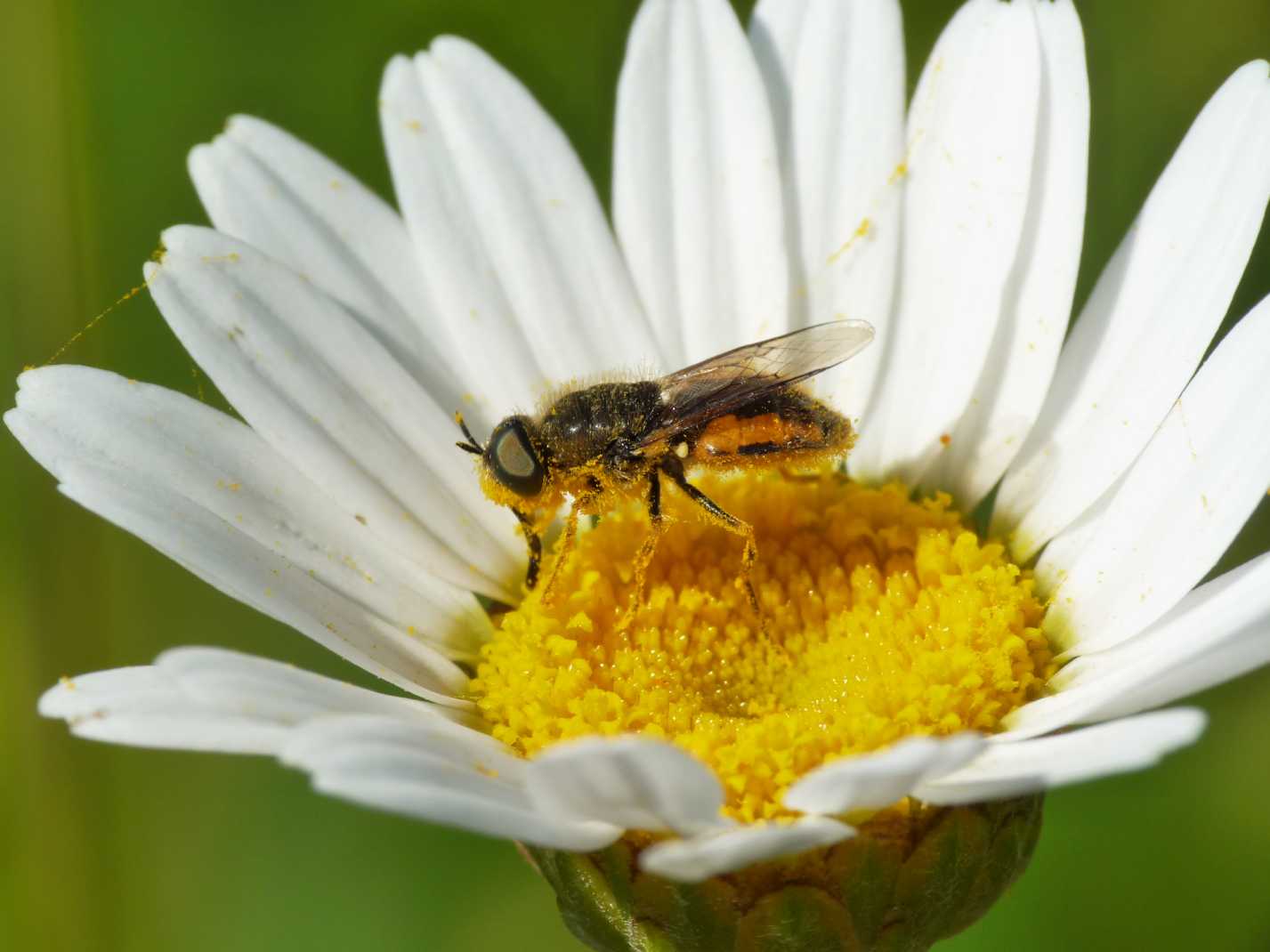 Odontomyia sp. (Stratiomyidae)